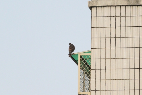 Crested Goshawk