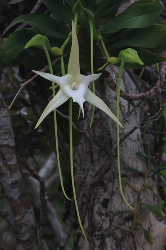 Image of Angraecum sesquipedale by (c) Fábio Olmos, some rights reserved (CC BY)