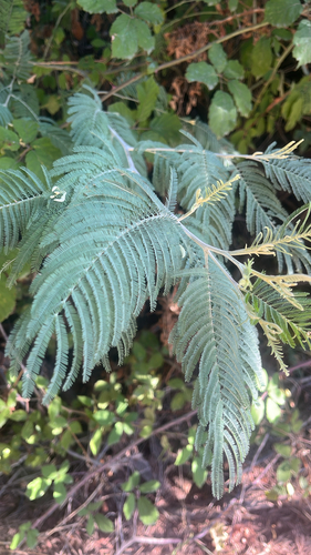 Silver wattle