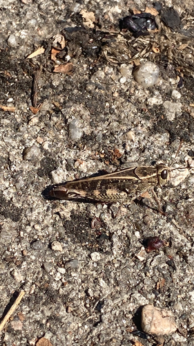 Barbary Grasshopper