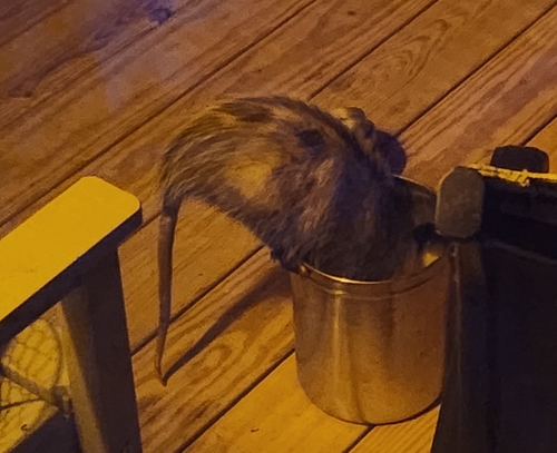 Virginia Opossum