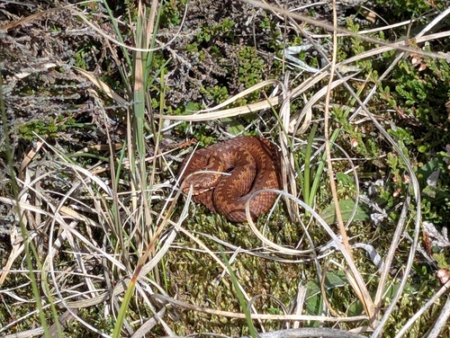 Adder