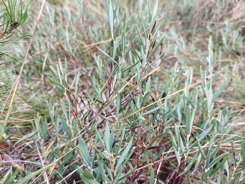 Rhytisma andromedae