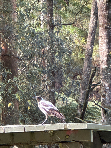 Australian Magpie