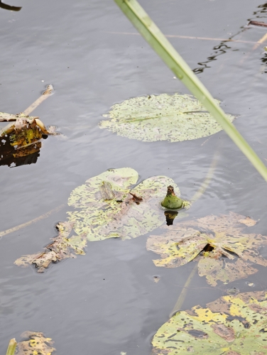 Nuphar lutea, photograph 5