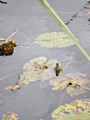 Nuphar lutea, photograph (c) Igor Balashov, some rights reserved (CC BY)