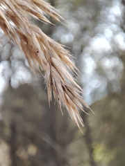 Ampelodesmos mauritanicus