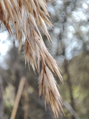 Ampelodesmos mauritanicus, photograph (c) Ana Garcia, some rights reserved (CC BY)
