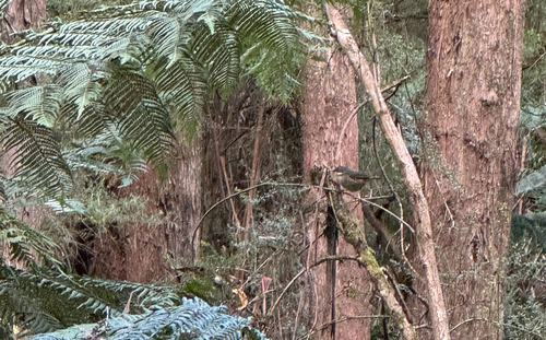 White-browed Scrubwren
