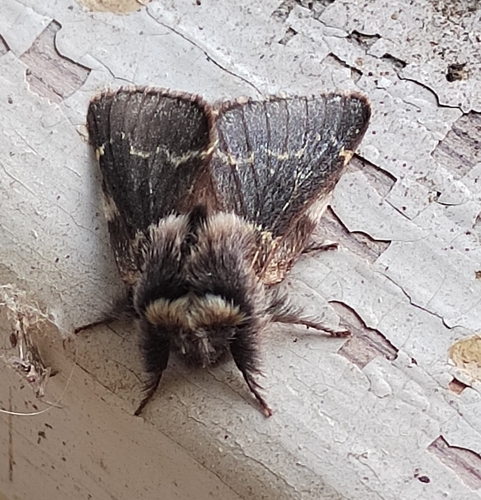 December Moth