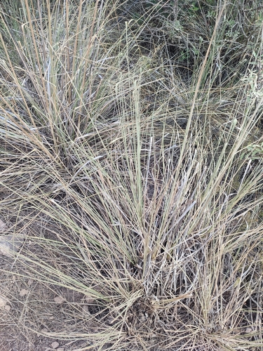 Ampelodesmos mauritanicus, photograph 4