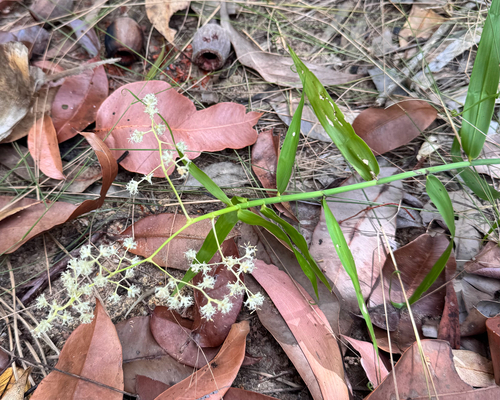 Flagellaria indica