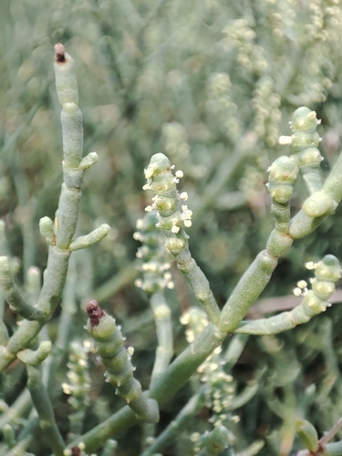 Salicornia fruticosa