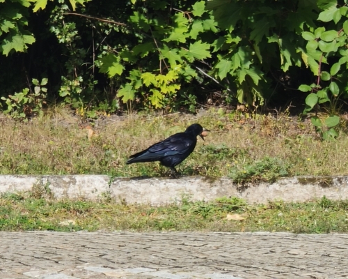 Rook