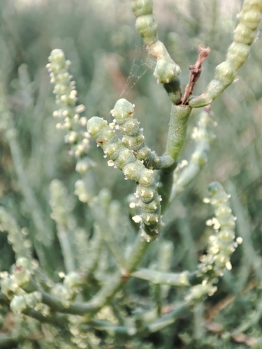 Salicornia fruticosa, photograph 2
