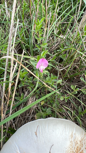 Spiny restharrow
