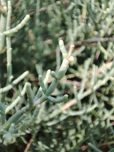 Salicornia fruticosa, photograph 3