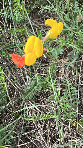 bird's-foot trefoil