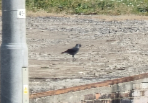 Eurasian Jackdaw