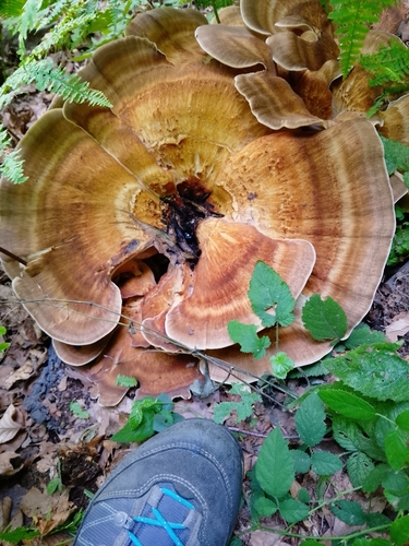 Giant Polypore