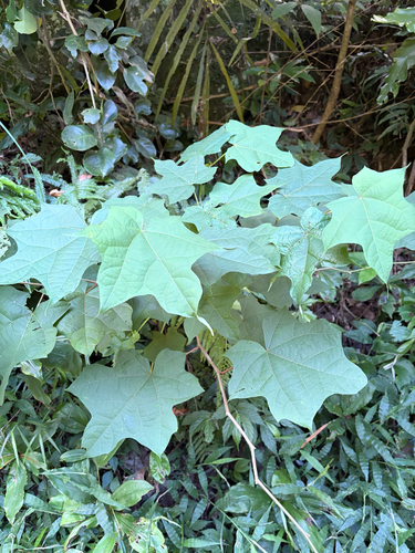 Alangium chinense observed 2026-09-19