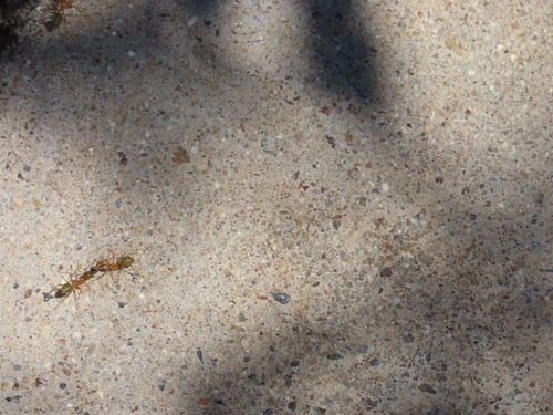 Asian Weaver Ant