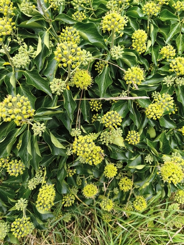 common ivy