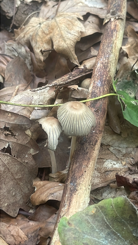 Ephemerocybe impatiens