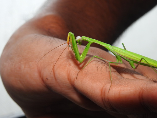 European Mantis