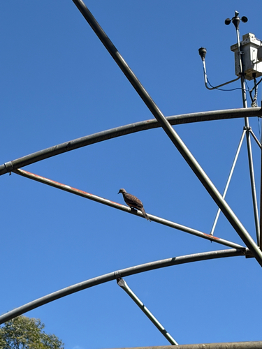 Spotted Dove