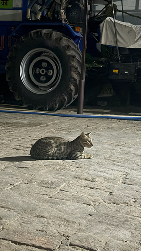 Domestic Cat
