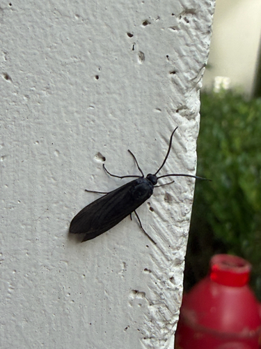 Bamboo Moth