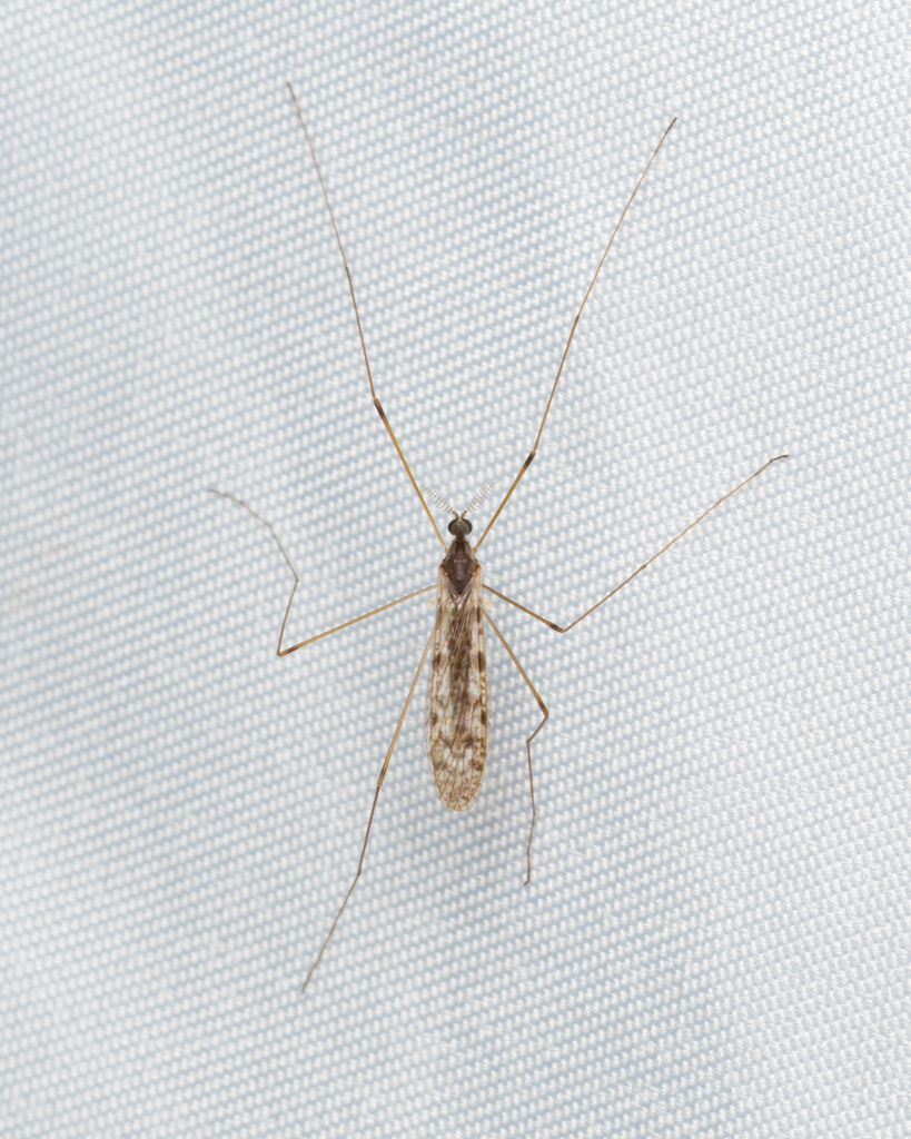 Rhipidia maculata