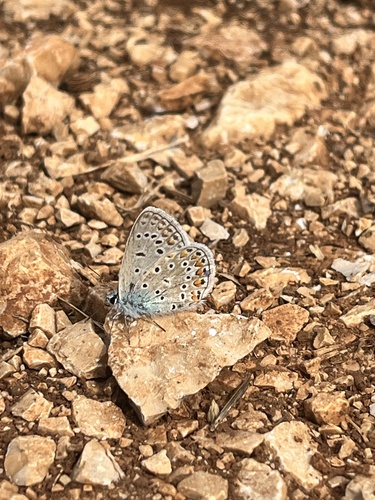 Common Blue