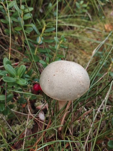 Ghost Bolete