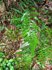 Microlepia marginata bipinnata
