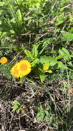 Common Fleabane