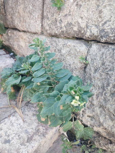 Hyoscyamus albus, photograph 5