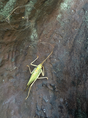 Oak Bush-cricket