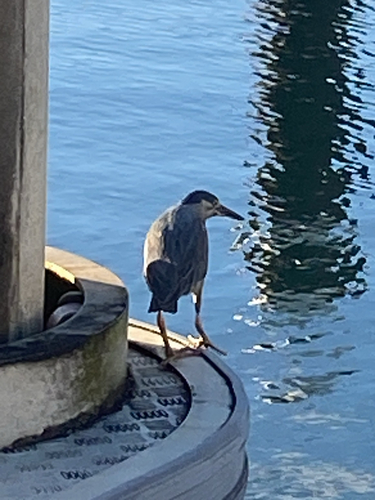 Little Heron