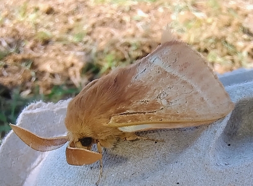 Grass Eggar