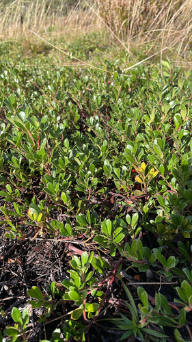 bearberry