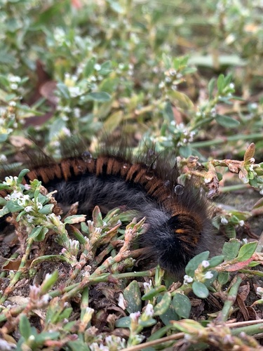 Fox Moth