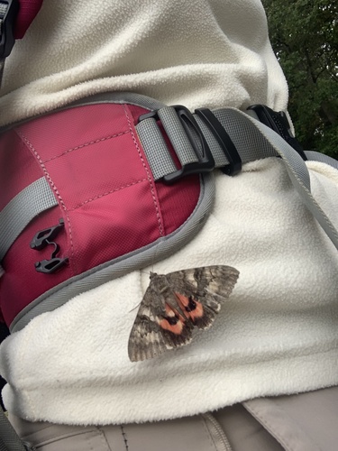 Red Underwing