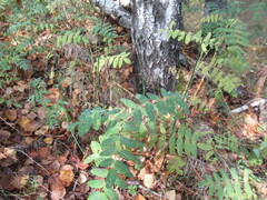 Astragalus frigidus