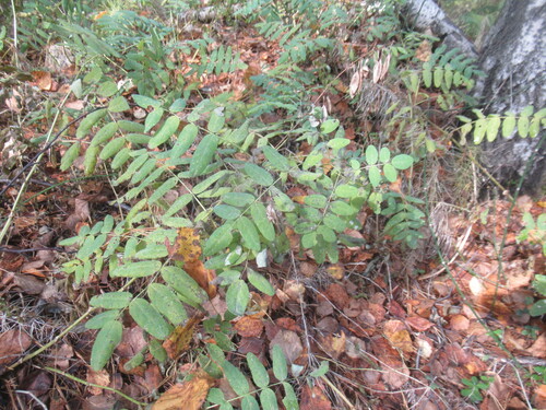 Astragalus frigidus, photograph 1