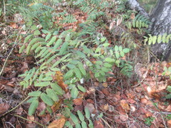 Astragalus frigidus, photograph author not stated, no rights reserved