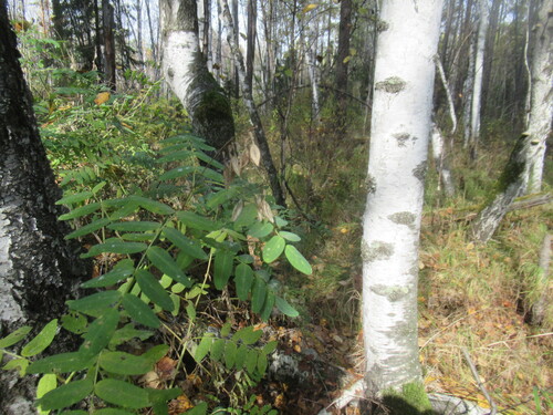 Astragalus frigidus, photograph 2