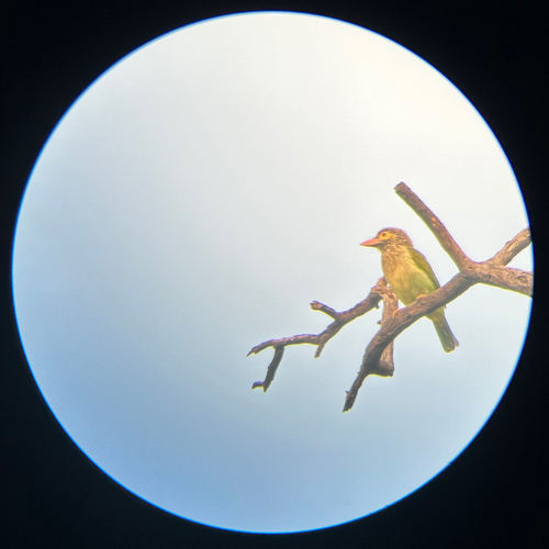 Brown-headed Barbet