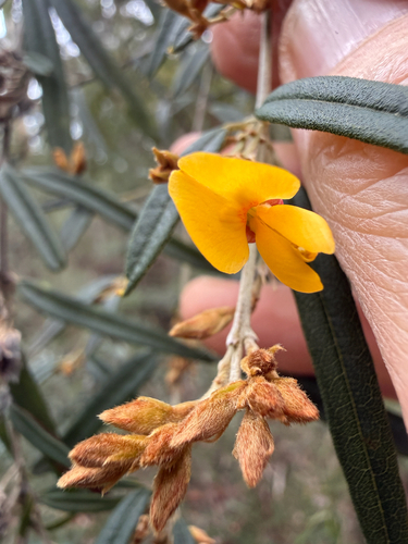 Oxylobium arborescens observed 2026-09-21